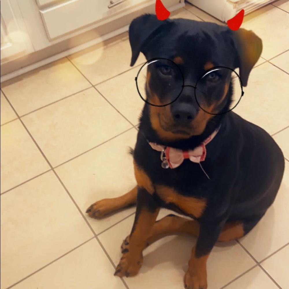 Meet your Posher, Indy